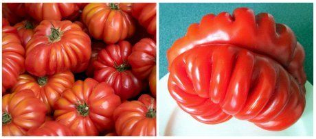 Сорта томатов: описание, фото, отзывы садоводов